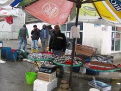 Taraklı'da  Kar Yağışı Üşüttüi