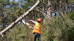 AĞAÇ KESME VE BOYLAMA OPERATÖRLÜĞÜ KURSUNA KATILANLAR ORMANDA UYGULAMA