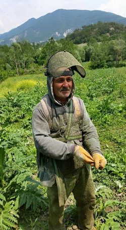 TARAKLI’DA ENGİNAR HASADI BAŞLADI