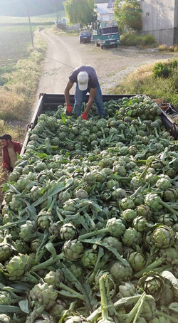 TARAKLI’DA ENGİNAR HASADI BAŞLADI