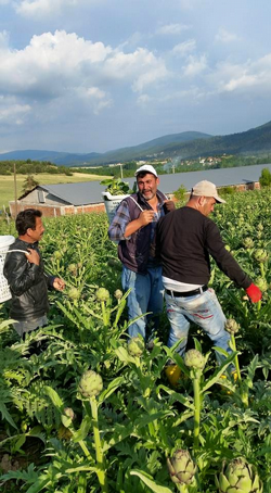 TARAKLI’DA ENGİNAR HASADI BAŞLADI