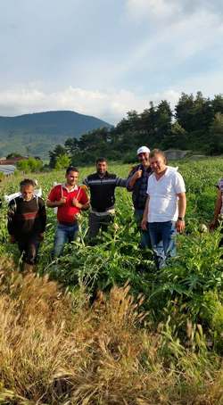 TARAKLI’DA ENGİNAR HASADI BAŞLADI