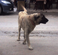 Komşu İlçelerin Başıboş Köpekleri Taraklı’ya mı ?