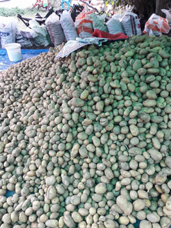 Patates Hasadı Başladı: