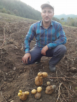 Patates Hasadı Başladı: