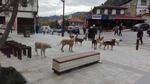Meydan Onların…