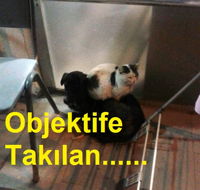 Objektife Takılan....