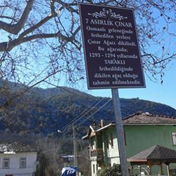 7 Asırlık Çınar Ağacı