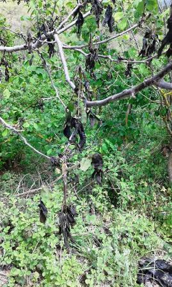 Ağaçlardaki Tomurcuklar Don Olayından Etkilendi