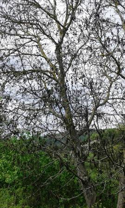 Ağaçlardaki Tomurcuklar Don Olayından Etkilendi