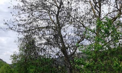 Ağaçlardaki Tomurcuklar Don Olayından Etkilendi