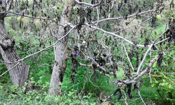 Ağaçlardaki Tomurcuklar Don Olayından Etkilendi