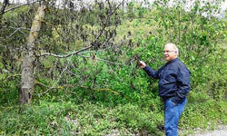 Ağaçlardaki Tomurcuklar Don Olayından Etkilendi