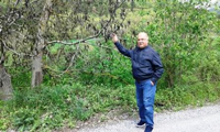 Ağaçlardaki Tomurcuklar Don Olayından Etkilendi