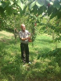 Taraklı’da Kiraz Bereketi
