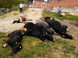 Elektrik Akımına Kapılan 7 İnek Telef Oldu: