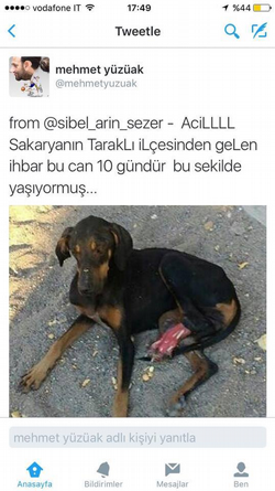 Yaralı Köpek Yardım Bekliyor