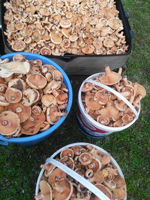 Kanlıca Mantarı Taraklı’da Çıktı Kilosu 15 TL