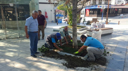 Meydan'da Çimlendirme Çalışması