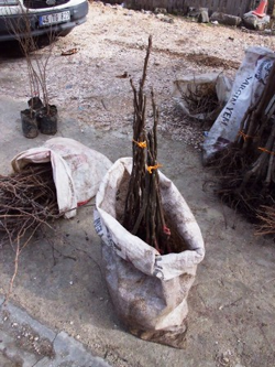 Pazarda Fidan Satışları Rağbet Görüyor