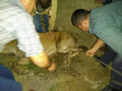Taraklı’da Yaralı Geyik Bulundu