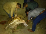 Taraklı’da Yaralı Geyik Bulundu