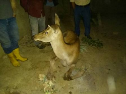 Taraklı’da Yaralı Geyik Bulundu