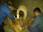 Taraklı’da Yaralı Geyik Bulundu