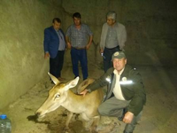 Taraklı’da Yaralı Geyik Bulundu