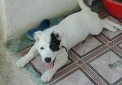 Kayıp Köpeğini 10 gündür Arıyor