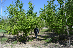 FINDIK BAHÇELERİNDE KÜLLEME KONTROLÜ