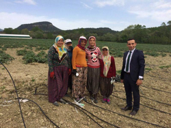 Taraklı Kaymakamı Cihat Koç Enginar Tarlasında