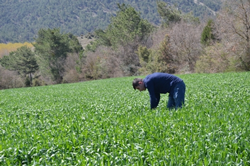 SÜNE SÜRVEYLERİ DEVAM EDİYOR…