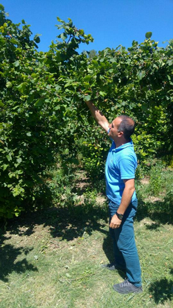 2017 YILI FINDIK REKOLTE TESPİT ÇALIŞMALARI