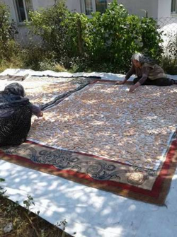 TARAKLI’DA KADINLARDA KIŞ HAZIRLIĞI YAPILIYOR