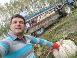 Tarladaki Kabakları Gören Şaşırıyor