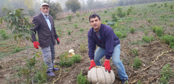 Tarladaki Kabakları Gören Şaşırıyor