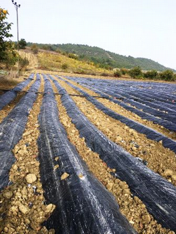 Çilek Bahçesi'n de Kontrol