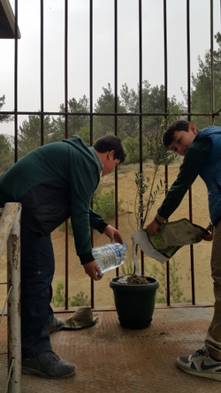 Zeytin Fidanı Dikimi