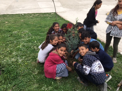 Zeytin Fidanları Toprakla Buluştu.