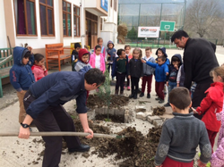 Okul Bahçesine Zeytin Ağacı
