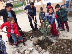 Okul Bahçesine Zeytin Ağacı
