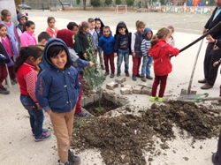 Okul Bahçesine Zeytin Ağacı