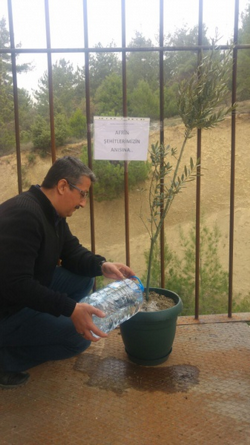 Zeytin Fidanı Dikimi