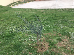 Zeytin Fidanları Toprakla Buluştu.