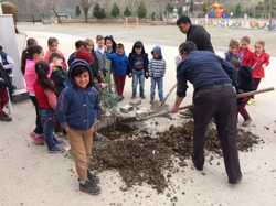 Okul Bahçesine Zeytin Ağacı