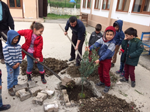 Okul Bahçesine Zeytin Ağacı