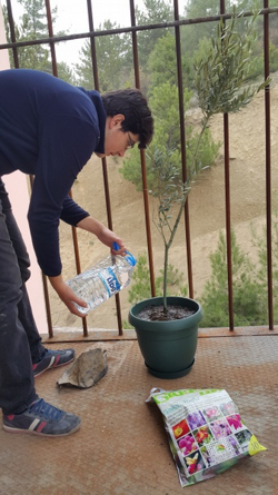 Zeytin Fidanı Dikimi