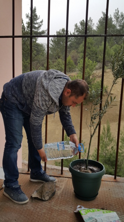 Zeytin Fidanı Dikimi
