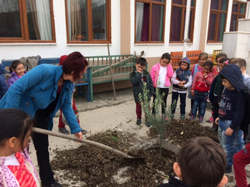 Okul Bahçesine Zeytin Ağacı